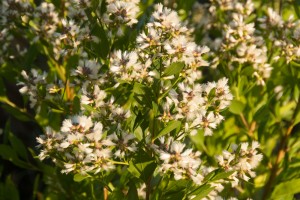 Baccharis en fleurs