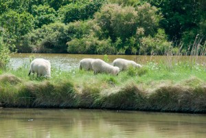 Eco-paturage-sur-marais-salant-web